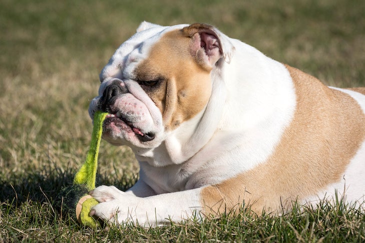 Are Tennis Balls Safe for Dogs?